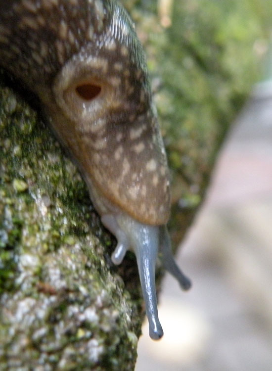 Limacus flavus da Reggio Emilia